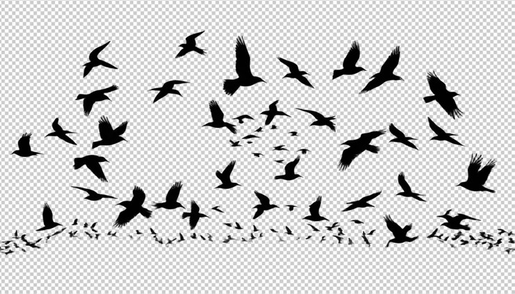 PSD black silhouette flock of birds backlit png