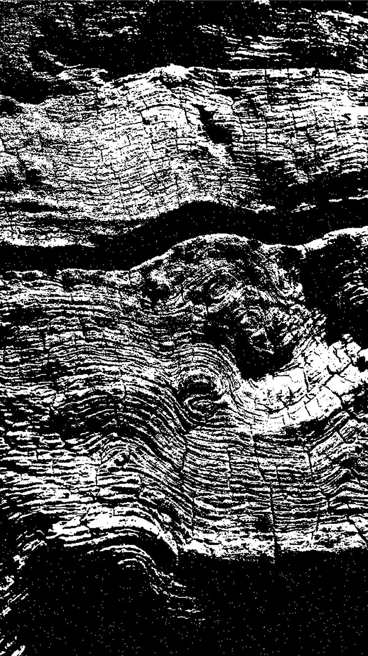 PSD black tree bark texture bark on a white background old tree background vector wooden grunge texture
