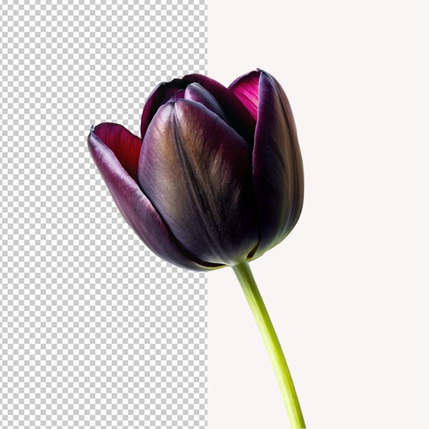 PSD black tulip on transparent background