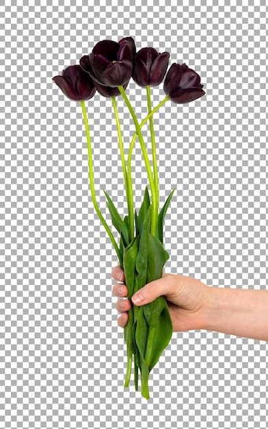 Bouquet di tulipani neri in mano per un uomo