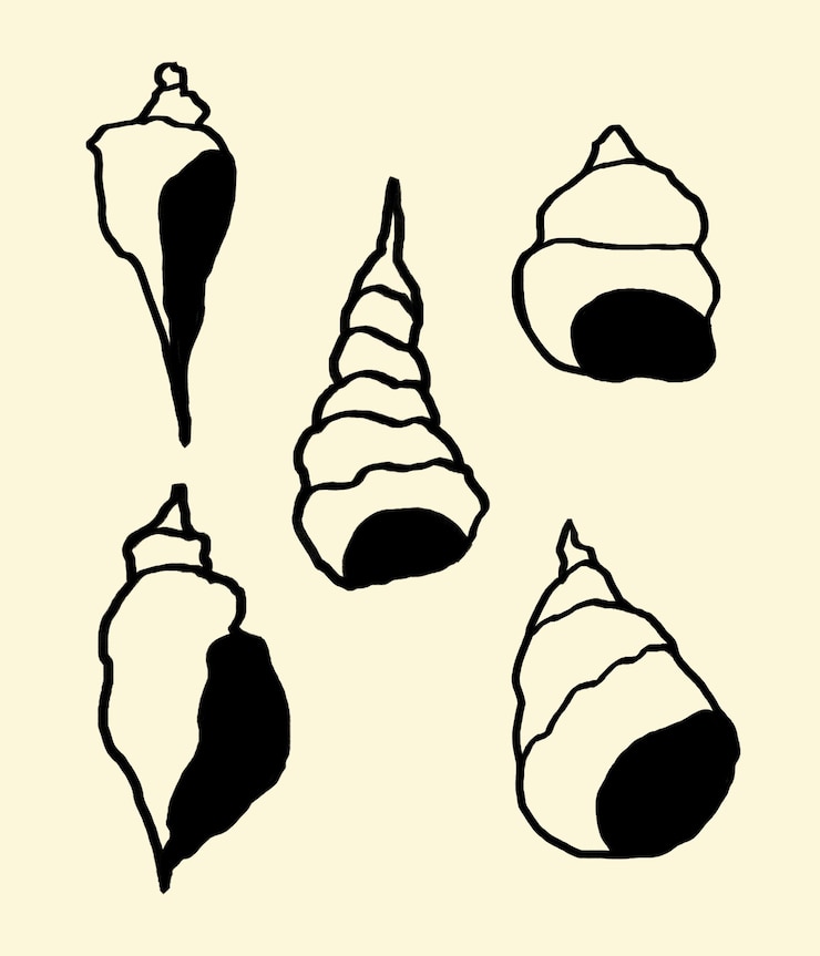 PSD a black and white drawing of sea shells and seashells