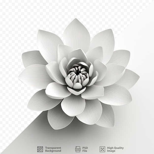 Black and white lotus flower isolated on transparent background with clipping paths