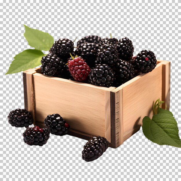 Blackberry in wooden box isolated on transparent background