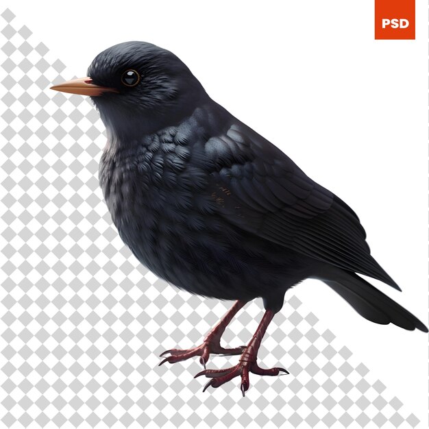 PSD blackbird na szarym tle renderowania 3d ilustracji