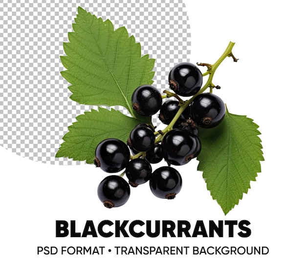 PSD blackcurrants transparent background