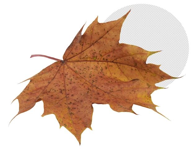 PSD blad met de kleur van de herfst