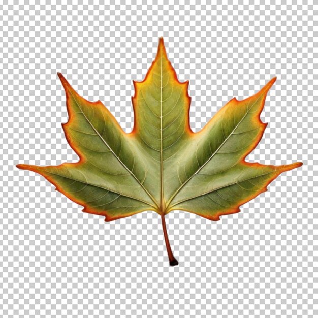 Blad png psd.