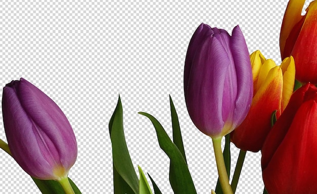 Blauw met roze schaduw bloemen PNG