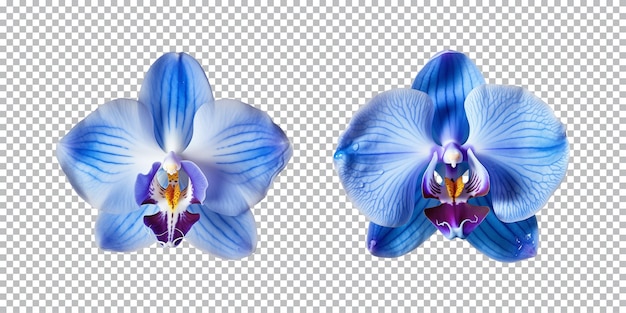 Blauwe orchidee bloemen op een doorzichtige achtergrond png top view
