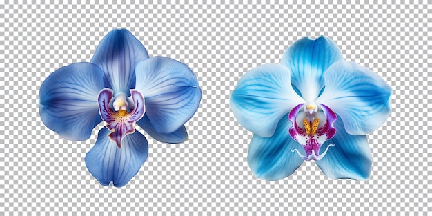 Blauwe orchidee bloemen op een doorzichtige achtergrond png top view