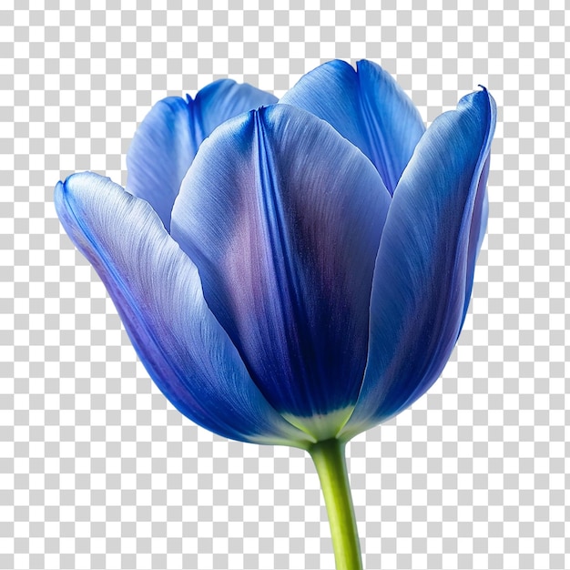 Blauwe tulp op doorzichtige achtergrond