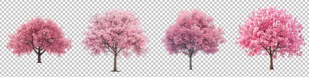 PSD bloeiende roze bomen op een doorzichtige achtergrond