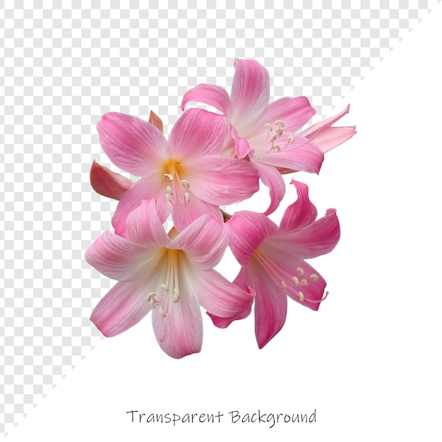 Bloem met doorzichtige achtergrond