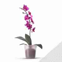 PSD bloem orchidee roos png