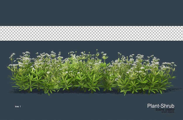 Bloemen en struiken voor het decoreren van de tuin