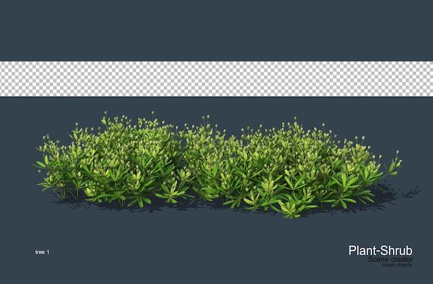 Bloemen en struiken voor het decoreren van de tuin