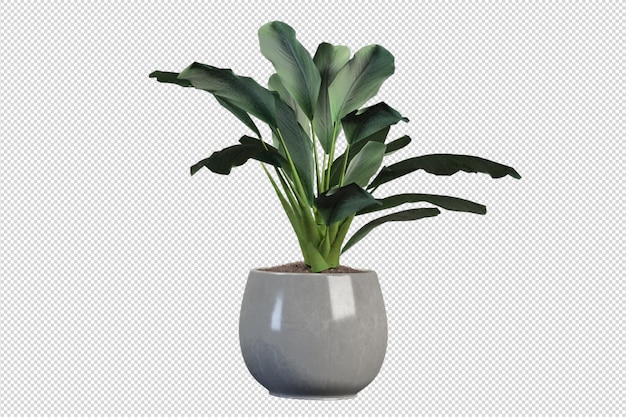 Bloemen in pot in 3d-rendering geïsoleerd