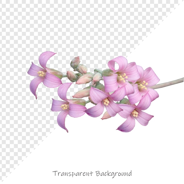 Bloemen met een doorzichtige achtergrond