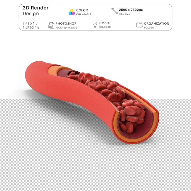 PSD blood vessel in section 3d modeling psd file