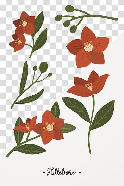 紅色開花的植物透明 png