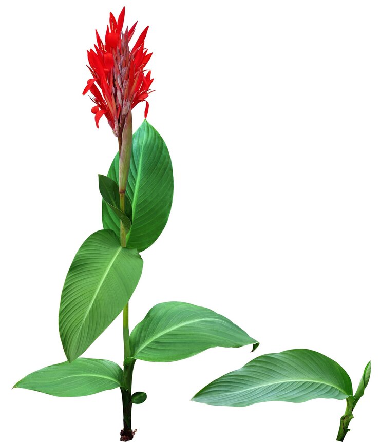 PSD 紅色開花和綠色大葉的 canna indica