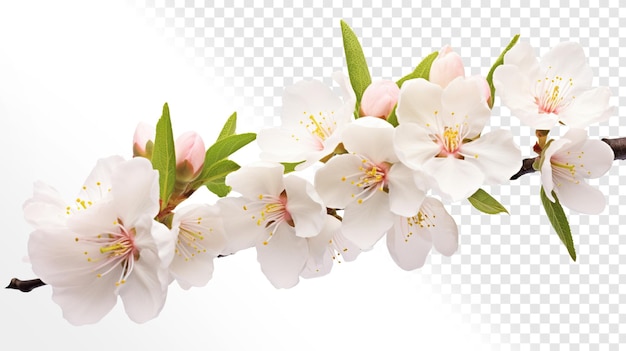 PSD fiori di sakura fiori verdi senza sfondo