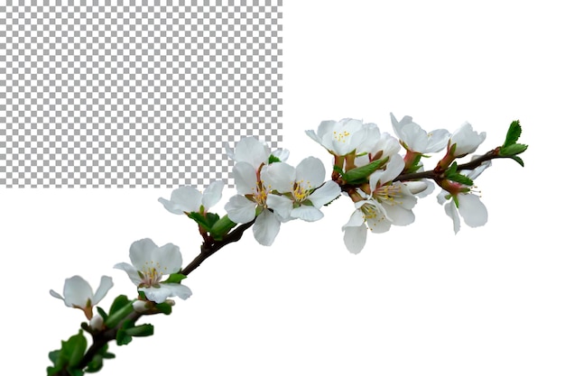 Blossoming cherry branch isolated on transparent background