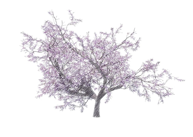 Blossoming cherry tree drawing isolated transparent background