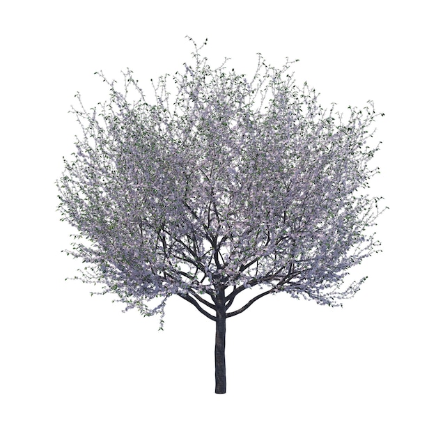 blossoming cherry tree isolated transparent background 3d rendering