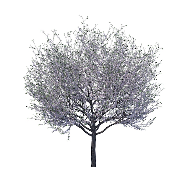 PSD blossoming cherry tree isolated transparent background 3d rendering