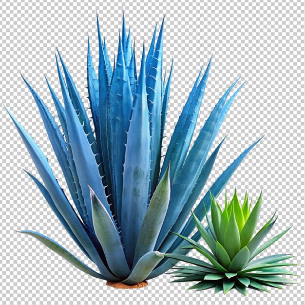 PSD blue agave aloe vera on transparent background