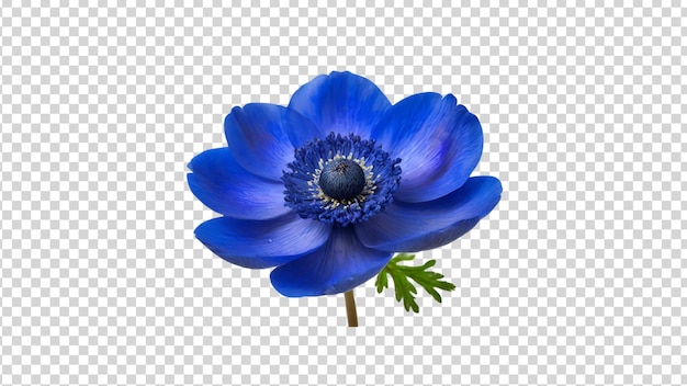 PSD Голубой цветок анемоны, выделенный на прозрачном фоне