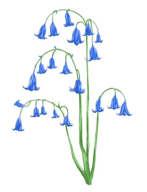 Blue bells flower botanical painting illustration