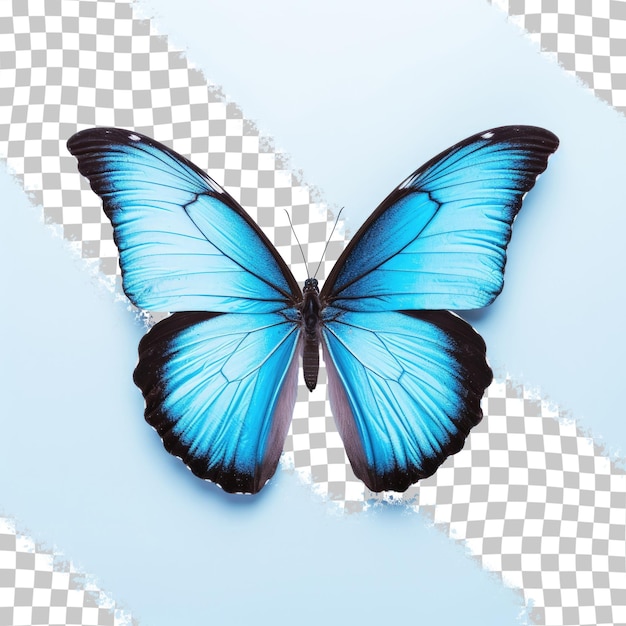 PSD farfalla blu da sola su sfondo trasparente