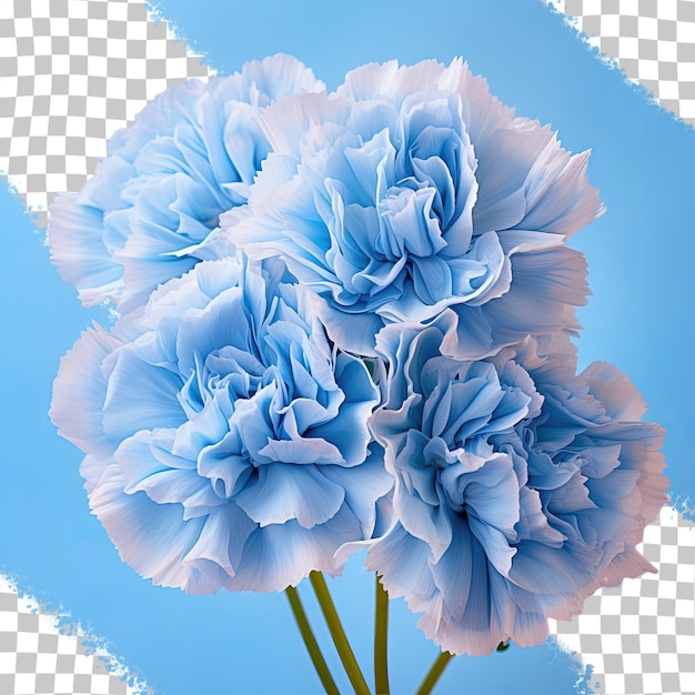 PSD blue carnations transparent background