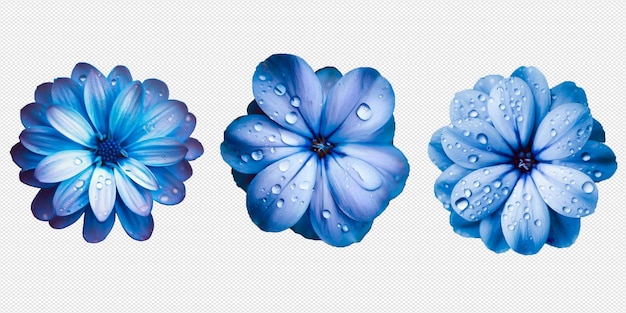 PSD crisantemo blu png