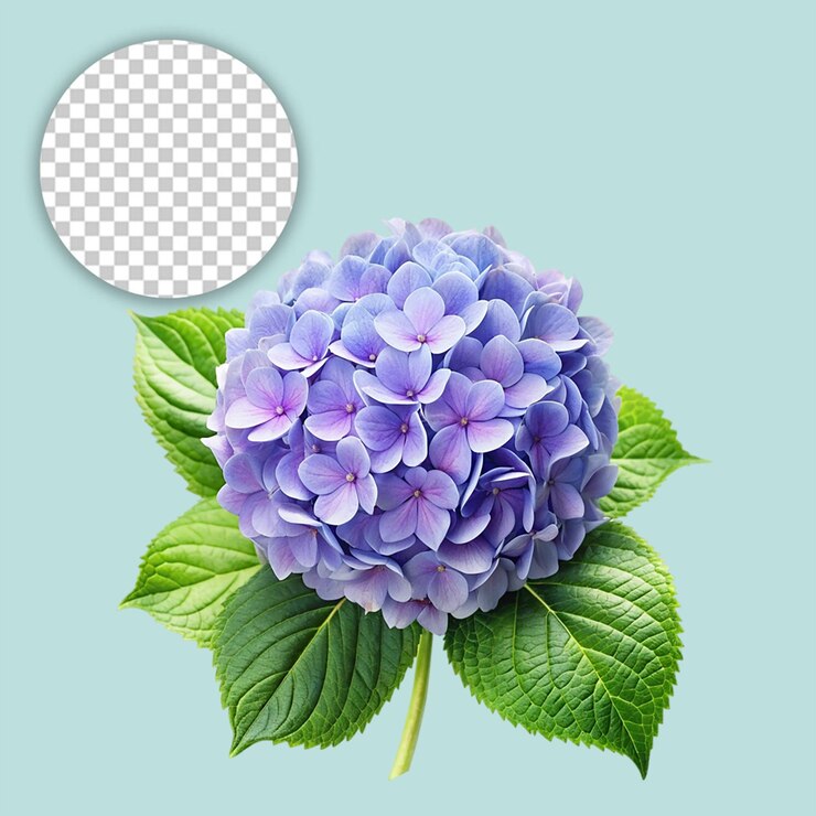 透明な背景に青いクリスアンテムをクローズアップ