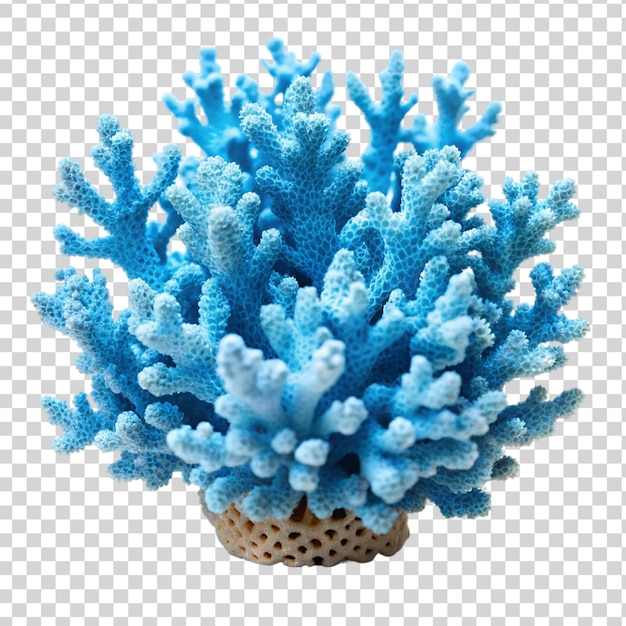 PSD blue coral isolated on transparent background