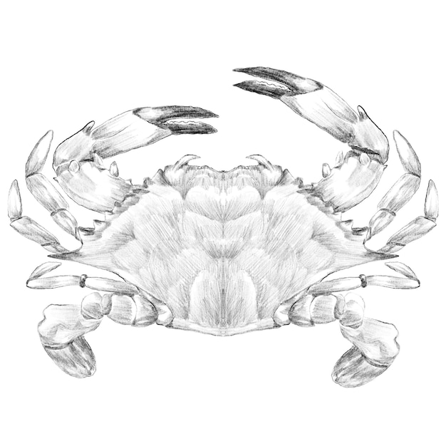 PSD blue crab sketch illustration