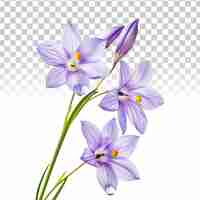 PSD blue eyed grass flower isolated on transparent background