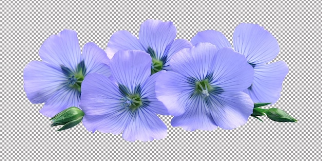 PSD blue flax flowers on white background