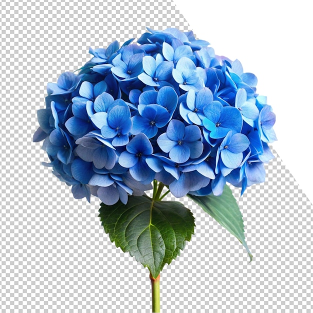 青い花が写真に描かれています