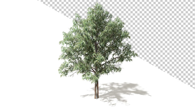 Blue Gum Tree met geïsoleerde boom 3d render