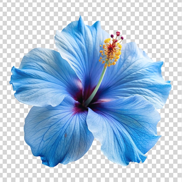 Blue hibiscus flower on white background isolated on transparent background