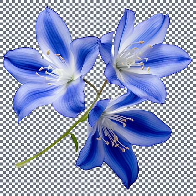 PSD blue hibiscus flowers