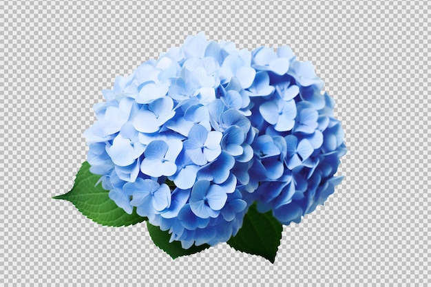 PSD 透明な背景に分離された青いホルテンジアの花
