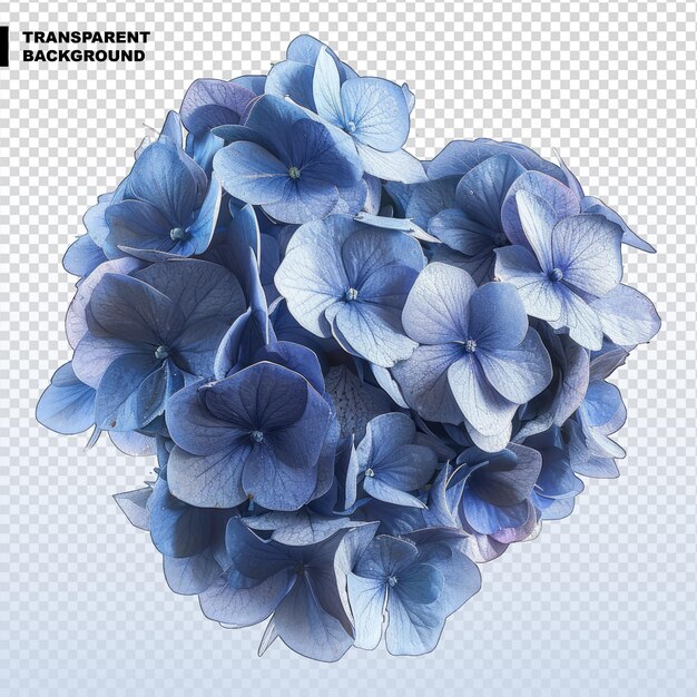 PSD blue hydrangea flower isolated on white background