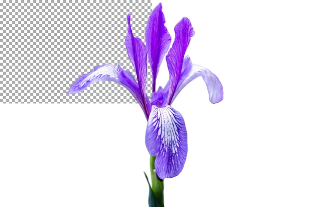 PSD blue iris flower isolated on transparent background