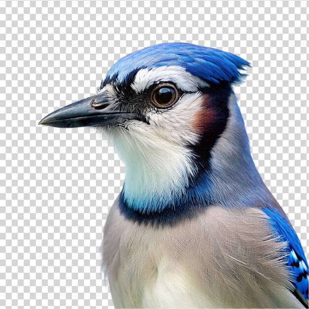 PSD blue jay bird on transparent background