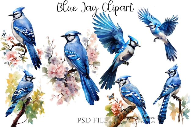 PSD blue jay clipart